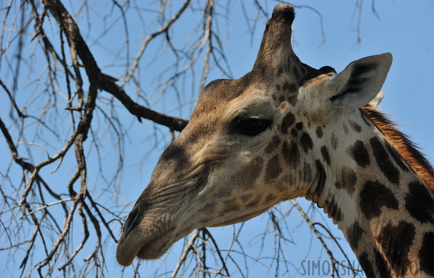 Giraffa giraffa giraffa [390 mm, 1/3200 Sek. bei f / 8.0, ISO 1600]